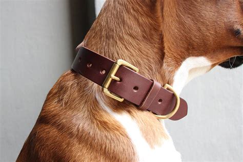 meilleur collier pour chien.